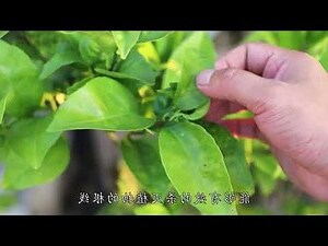 橘子 樹